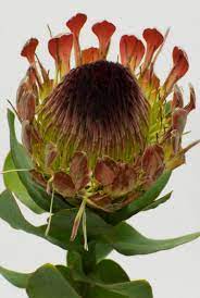 Protea Latifolia Origin South Africa African Plants Trees To Plant Rare Flowers