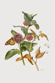 Botanical Illustration Promoting Milkweeds Botanical Illustration Botanical Drawings Botanical Painting