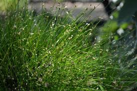 Image result for Isolepis sp.no.1