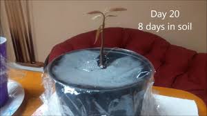Seedling trees may take five to eight years. How To Grow A Mango Tree From Seed Fun Project For Kids Growing Indoors During Winter Months Youtube