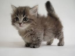 However, some bambino cats do have fur. 20 Fun Facts You Didn T Know About Munchkin Cats