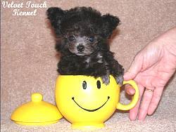 Teacup Poodle Description What Is A Teacup Poodle By Velvet