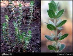 Image result for Lythraceae