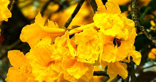 Flor de mantequilla o copa de oro, le dará un toque de color a cualquier espacio necesita de mucha luz☀️, riego 3 veces por semana rd$150 #pickyplants El Bosque De Oro En Ecuador Que Enamora Al Turismo