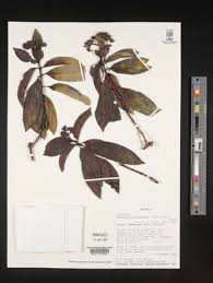 Image result for Rothmannia whitfieldii