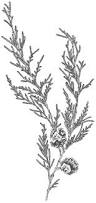 Image result for Cupressus funebris