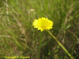 Image result for Coleotrype laurentii