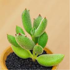 Cotyledon orbiculata cv variegated 키워드 알림 등록하기. Cotyledon Orbiculata Cv Esucculent