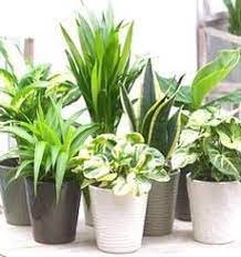 Check spelling or type a new query. Gardens4you Flower Bulbs And Perennial Plants Direct From The Growers In Holland