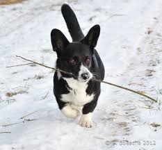Adorable Black And White Corgi Puppy The Daily Corgi Corgi Black Corgi Corgi Pembroke