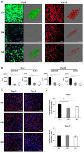 Browse the movie bare loaded 3 (2008) details on flixi where you can track it, rate it and get related recommendations. Ijms Free Full Text Extracellular Vesicles Loaded Fibrin Gel Supports Rapid Neovascularization For Dental Pulp Regeneration