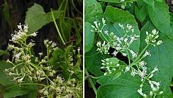 Image result for Mikania sagittifera