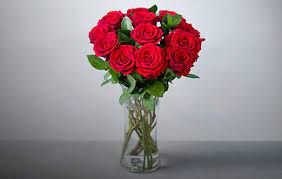 It also shows the devotion or admiration about someone. Red Rose What Is 12 Red Roses Meaning All Rose Color Meanings