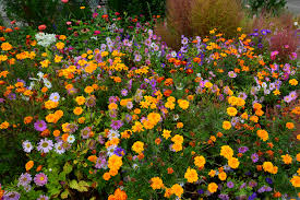 Brighten your garden's bare spots with these colorful choices. How To Plant An Annual Border Van Meuwen