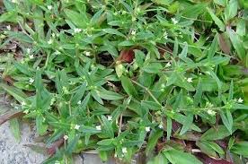 Image result for Oldenlandia