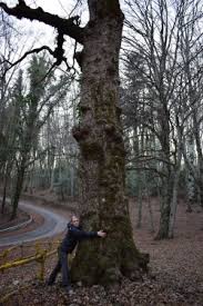 Shop with global insured delivery at pamono. Photos Of Italian Maple Trees Acer Opalus Monumentaltrees Com