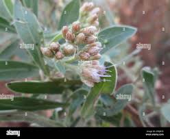 Image result for Pluchea dioscoridis