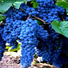 Image result for Vitis vinifera