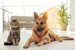 Are German Shepherds Good With Cats? - Puppy FAQ