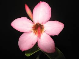 Image result for Adenium multiflorum