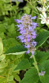 Image result for Tephrosia lurida