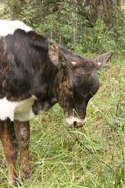 Pin On Farm Animals