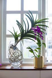 Jamie S Jungle At Home With Houseplants In London Gardenista Vanda Orchids Indoor Orchids Dendrobium Orchids