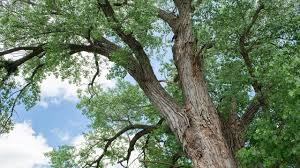 A dealer will have to make a profit on it, i cant imagine them paying very much for one piece. The Real Value Of A Shade Tree Mulhall S