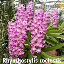 Image result for Cycnium jamesii