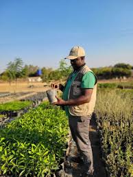 Image result for Bivinia jalbertii