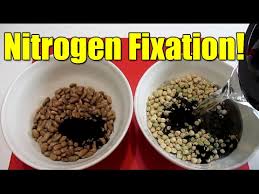 Inoculant treats up to 8 lbs of pea or bean seed. Do This Before Planting Out Your Beans Peas Youtube