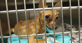 Here's what you need to know cnn; Pet Euthanasia In Shelters Unpopular Cbs News