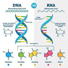 This is a comparison of the differences between dna versus rna, including a quick summary and a detailed table of the. Dna Vs Rna Biology Dictionary