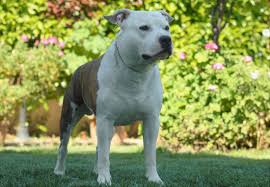 The muzzle is medium in length and rounded on the upper. Proud To Be Greek American Staffordshire Terrier And Miniature Bull Terrier Kennel American Staffordshire Terrier