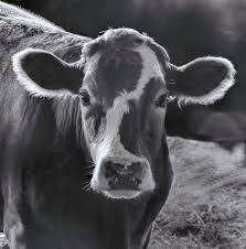 Black And White Baby Cow Pictures Portrait Of A Cow In Black And White By Phyllis Taylor In 2020 Cow Photography Cow Artwork Cow Pictures
