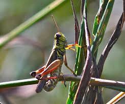 Grasshoppers are invading Las Vegas. And they're heading north