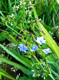 Image result for Aristea ecklonii