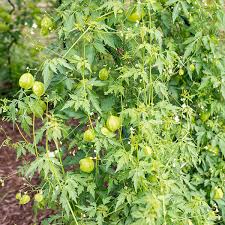 Image result for Cardiospermum halicacabum