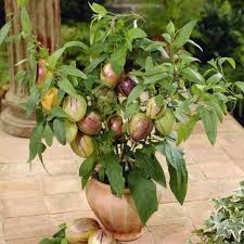 Image result for Pycreus muricatus