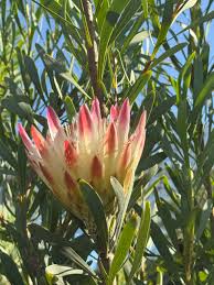 Image result for Protea