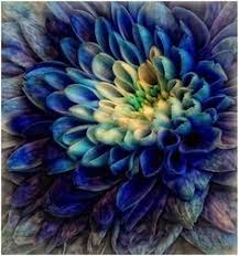 Pair them with white roses or deep purple flowers to create a beautiful bridal bouquet. 21 Blue Dahlia Ideas Blue Dahlia Dahlia Tattoo Dahlia