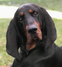 Black And Tan Bloodhound Black And Tan Coonhound Hound Puppies Coonhound Puppy Coonhound