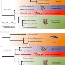 Vi håber at vi vil kunne fortælle lidt om vores ferieoplevelser i det sydfranske med udgangspunkt i vores lille lejlighed. Pdf Resolving The Phylogenetic Position Of Darwin S Extinct Ground Sloth Mylodon Darwinii Using Mitogenomic And Nuclear Exon Data