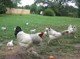 See full list on somerzby.com.au Light Brahma Rooster Hens And Their 3 Week Old Chicks Youtube