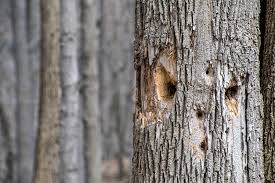 Invest In Emerald Ash Borer Tree Treatment Before It S Too Late
