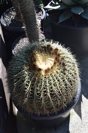 Image result for Pachycarpus lineolatus
