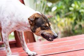 Chronic Coughing Or Gagging In Dogs And Cats Petmeds Pet Health Blog
