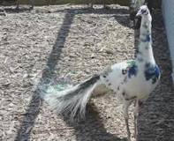 Image result for what is a pied peacock