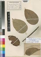 Image result for Caloncoba crepiniana