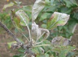 Skruchivayutsya Listya Yabloni